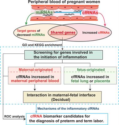 The increased cfRNA of TNFSF4 in peripheral blood at late gestation and preterm labor: its implication as a noninvasive biomarker for premature delivery